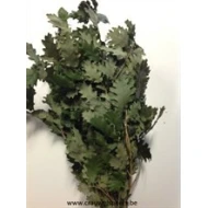 EIK GECONSERVEERD (GESTABILISEERD) GROEN 1/2 BOPP/KRAFT hobbyverpakking