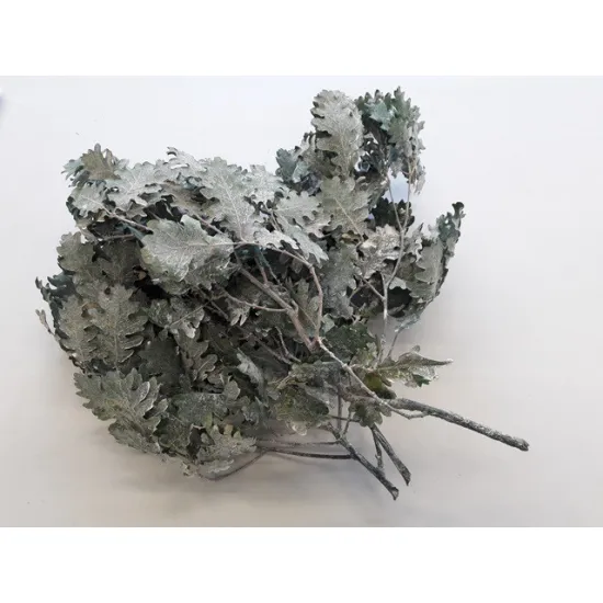 EIK GECONSERVEERD (GESTABILISEERD) WHITE WASH