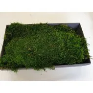 PRESERVED MOSS GREEN +/-500GR – FIRST CHOICE