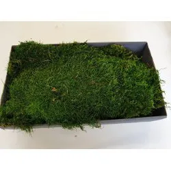 GECONSERVEERD MOS GROEN +/-500GR - 1STE KEUS