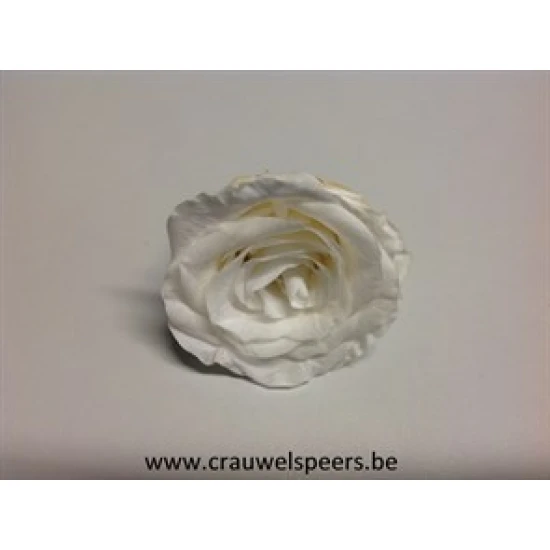 GECONSERVEERDE ROOS (LARGE OPEN) +/-6.5CM WIT 4ST