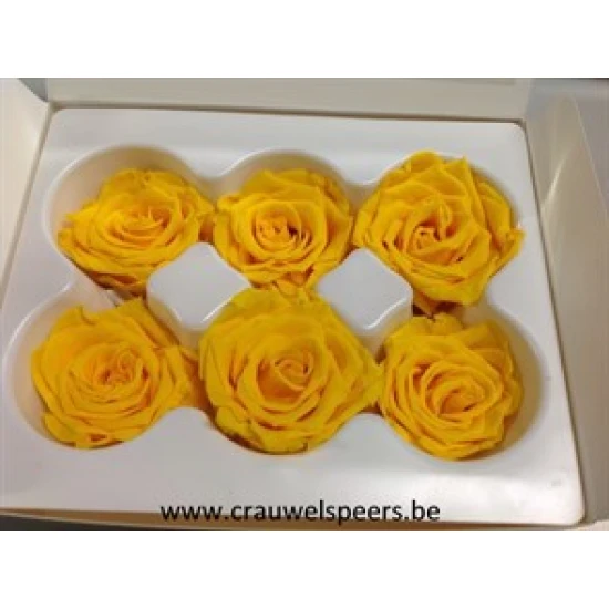 ROSE STABILISEE (MEDIUM OPEN) +/-4.5CM JAUNE 8PCS