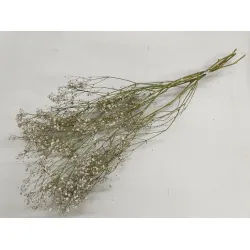 GYPSOPHILA NATUREL WIT 5ST