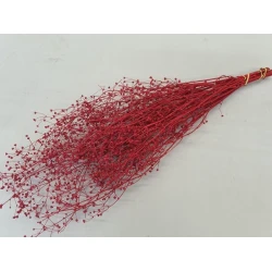 GYPSOPHILA WILD ROOD