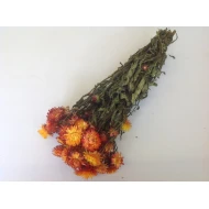 HELICHRYSUM ORANGE