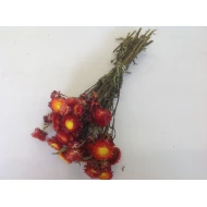 HELICHRYSUM RED