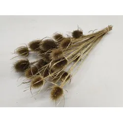 CARDOON THISTLE GOLD