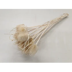 CARDOON THISTLE BLEACHED 10PCS