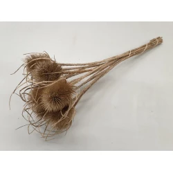 CARDOON THISTLE NATURAL 10PCS