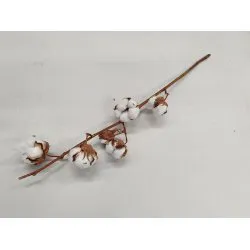 KATOENTAK NATUREL 1ST