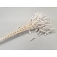 LAGURUS OVATUS GEBLEEKT +/-100GR