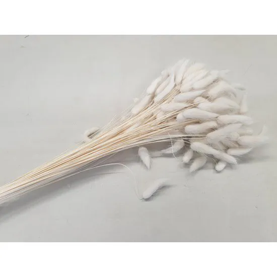LAGURUS OVATUS GEBLEEKT +/-100GR