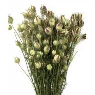 NIGELLA NATUREL