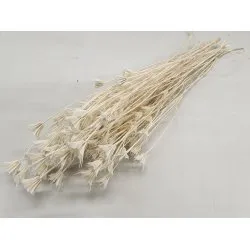 NIGELLA ORIENTALIS BLEACHED +/-100GR
