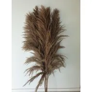 PAMPAS NATUREL 150/160CM 5ST