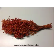 PEPPERBERRY COGNAC SMALL BOPP/kraft hobbyverpakking