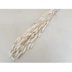 PHALARIS BLEACHED +/-100GR