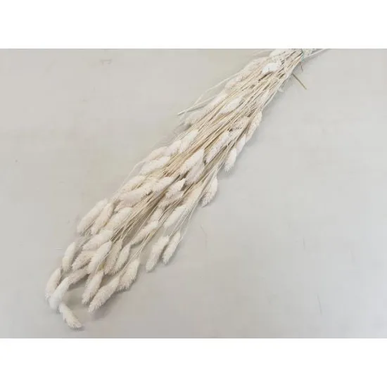 PHALARIS GEBLEEKT +/-100GR