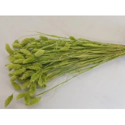 PHALARIS LIME GREEN +/-100GR