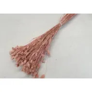 PHALARIS POEDERROOS +/-100GR