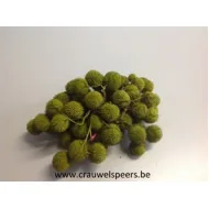 PLATAANBOLLEN MOSGROEN