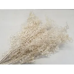 RUSCUS BLANCHI +/-500GR