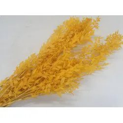 RUSCUS YELLOW +/-500GR