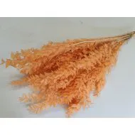 RUSCUS MELOEN +/-500GR