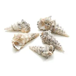 SCHELPEN CERITHIUM NODULOSUM +/-200GR