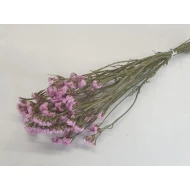 STATICE SINUATA LICHT ROZE NATUREL BOPP/kraft hobbyverpakking