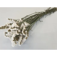 STATICE SINUATA WIT NATUREL