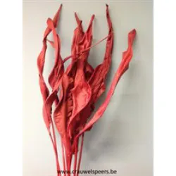 STRELITZIA LEAF LONG RED 10PCS