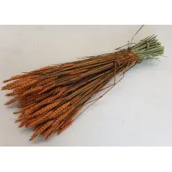 WHEAT ORANGE