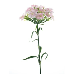 DIANTHUS SPRAY ROZE 55CM