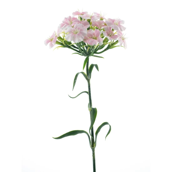 DIANTHUS SPRAY ROZE 55CM